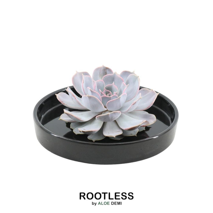 ROOTLESS Succulent Echeveria Lilacina in schaal 'zwart' - ↕5cm - Ø20cm