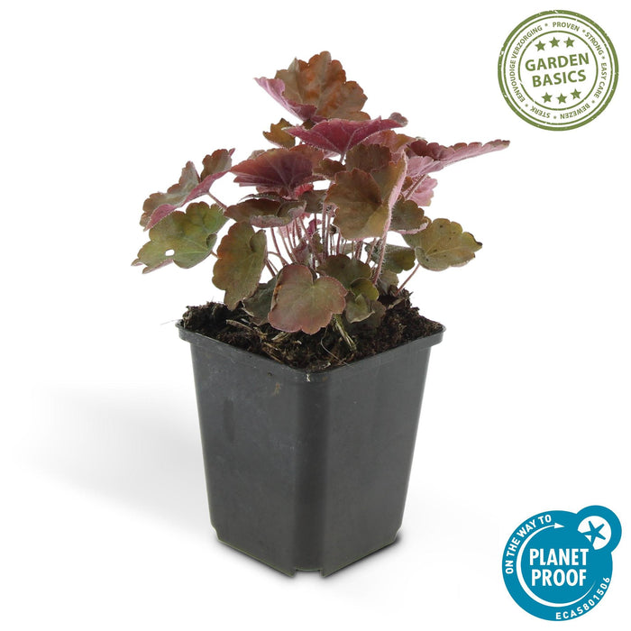 Heuchera mic. 'Palace Purple' - ↕25cm - Ø9cm  - 20x