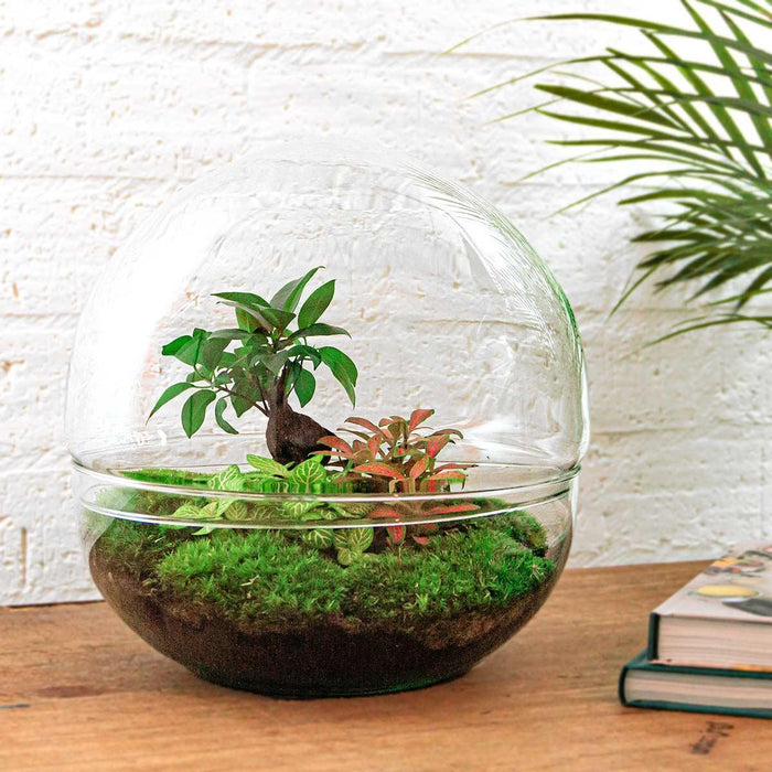 DIY terrarium - Dome XL - Ficus Ginseng Bonsai - ↕ 30 cm - Rake + Shovel + Tweezer + Scissors