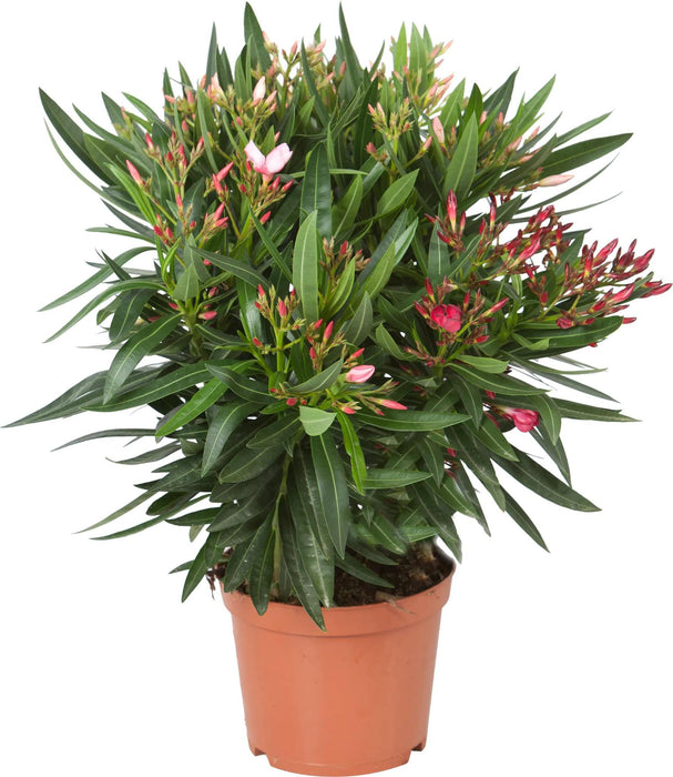 Nerium Oleander Rode Bloemen