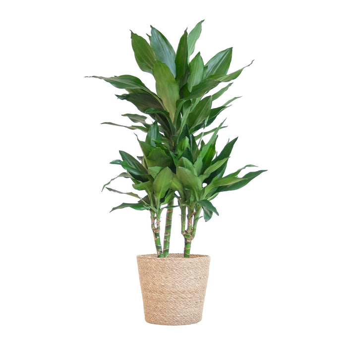 Dracaena  Janet Lindt met Sofia mand naturel - 95cm - Ø21