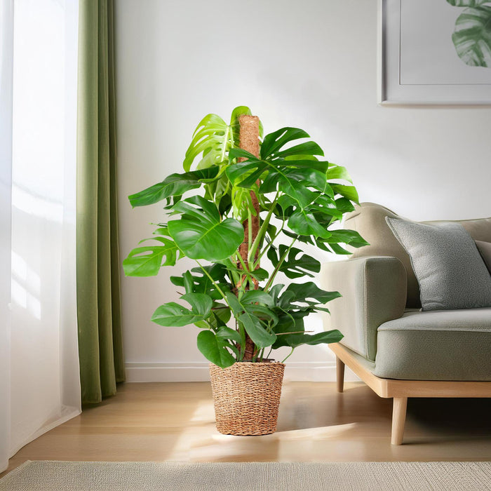 Monstera Deliciosa XL met mand Torun - 120cm - Ø24