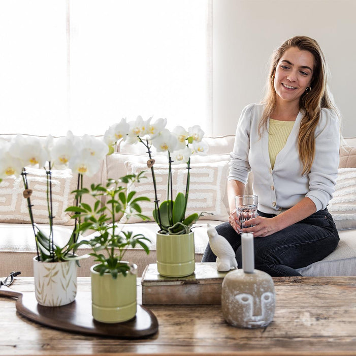 Kolibri Orchids | witte Phalaenopsis orchidee - Amabilis + Leaf pot green - Ø9cm | bloeiende kamerplant