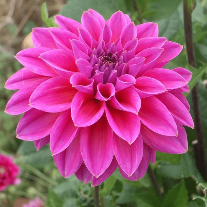 Flowerbulbs Amsterdam - Dahlia Bleu Bell, Grote Brede Bloembladen