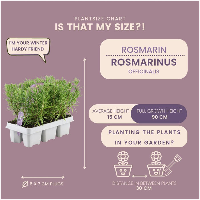 12 x 6 pack Rosmarinus officinalis - 72 x - ↕20 cm - Ø7cm