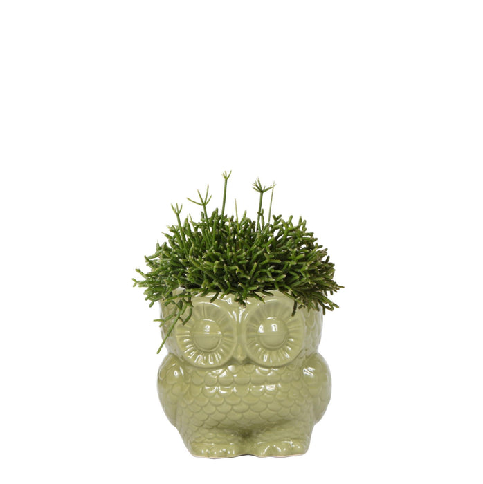 Kolibri Greens | Groene plant - Rhipsalis Baccifera in Owl pot green potmaat Ø9cm - groene kamerplant - vers van de kweker