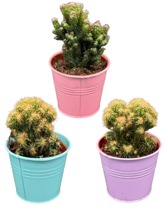 Cactus- Rotsen mix - ↕️13-17cm - Ø8.5cm - 3 stuks  - Gekleurd Zink