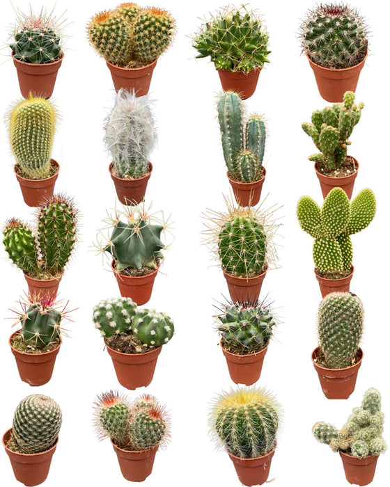 Cactus en succulenten mix- 5.5cmØ- ↕️5-10cm hoog- 40 stuks