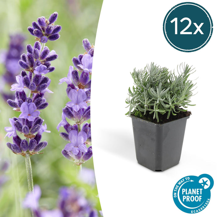 Lavandula 'Hidcote' - ↕10-25cm - Ø9cm - 12x