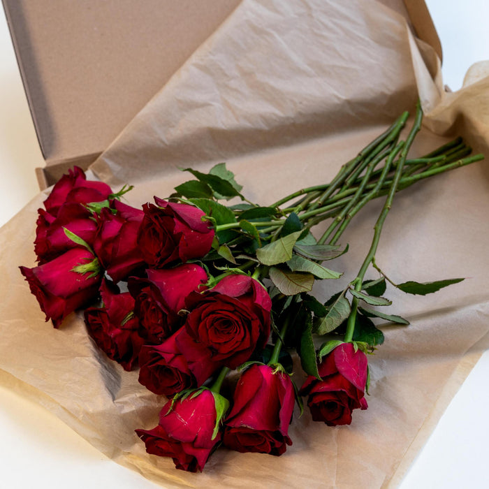 Letterbox Roses Bordeaux | 35cm length