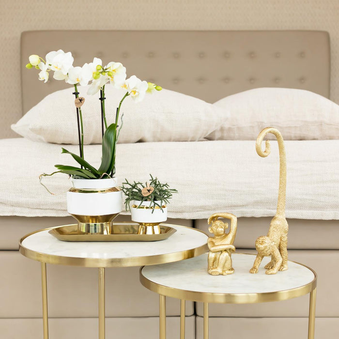 Kolibri Home | Ornament - Decoratie beeld Monkey long tail - Gold