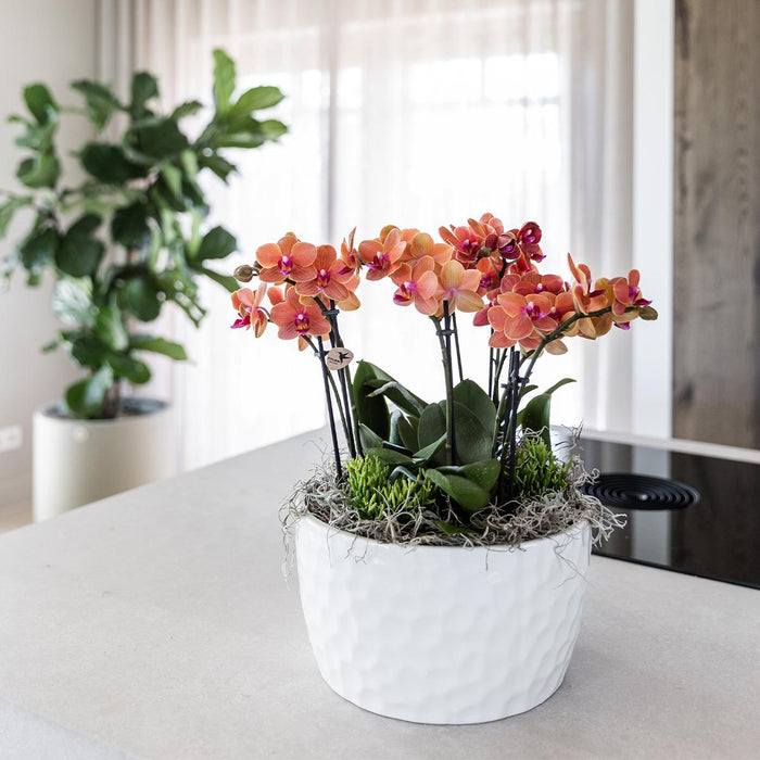 Kolibri Orchids | oranje plantenset in Honey dish incl. waterreservoir | drie oranje orchideeën Bolzano 9cm en drie groene planten Rhipsalis | Jungle Bouquet oranje met zelfvoorzienend waterreservoir