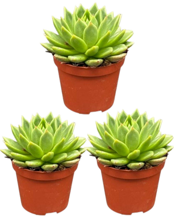 Succulenten - Echeveria Agavoides - 8.5cm Ø - ↕️9-14cm - 3 Stuks - geen