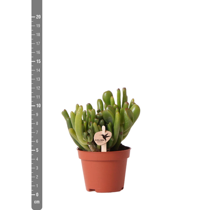 Kolibri Greens | Groene plant - Succulent Crassula Hobbit - potmaat Ø6cm - groene kamerplant - vers van de kweker