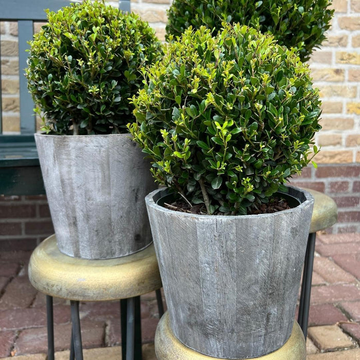 2x Ilex crenata 'Jenny' bol in houten pot | set van 2 stuks | Ø20cm