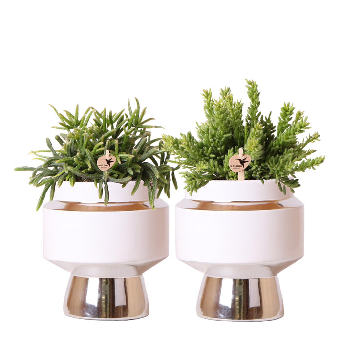 Kolibri Greens | Rhipsalis set van 2 planten in zilveren Le Chic sierpotten - keramiek  potmaat Ø9cm