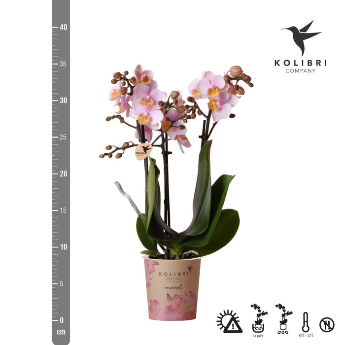 Kolibri Orchids | Roze phalaenopsis orchidee - Andorra - potmaat Ø9cm | bloeiende kamerplant - vers van de kweker