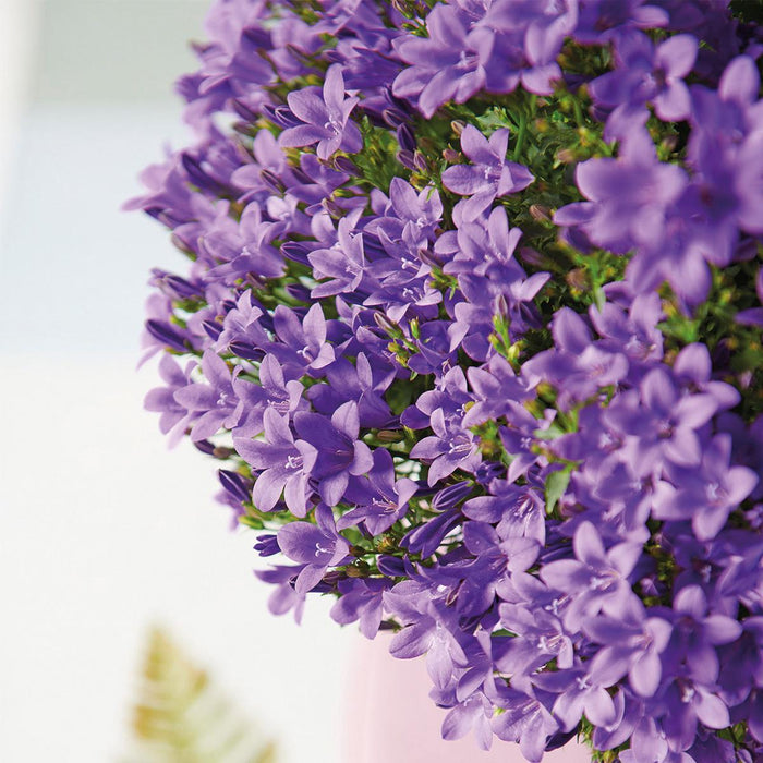 Campanula Addenda - Klokjesbloem purple potmaat 12cm - vaste plant - winterhard - Purple