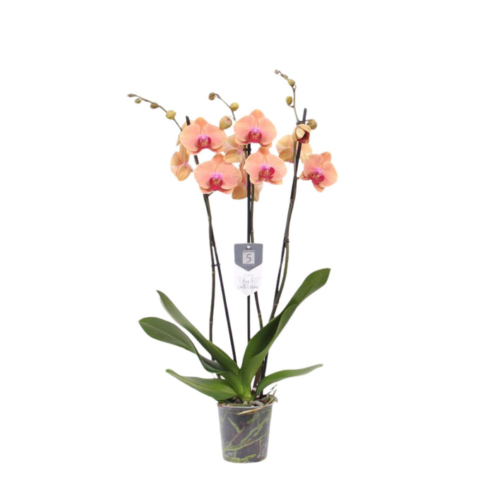 Phalaenopsis Carribean Dream - 3 tak - ↕60cm - Ø12cm