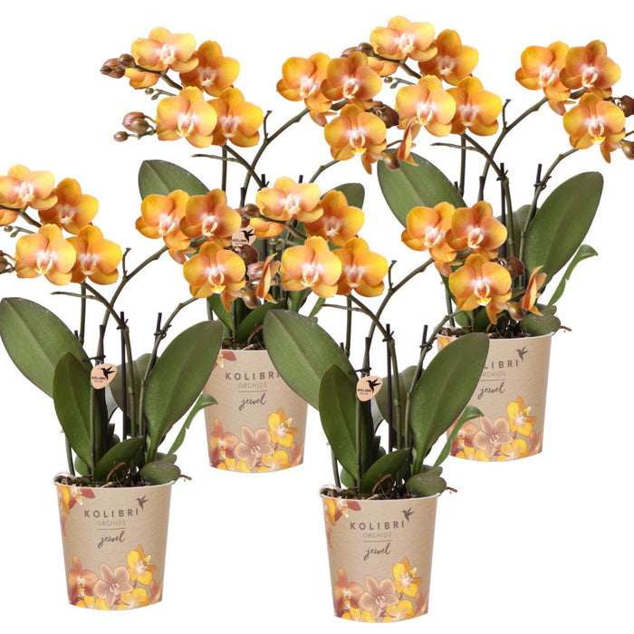 Kolibri Orchids | COMBI DEAL van 4 Phalaenopsis orchideeën - Las Vegas - Ø12cm | bloeiende kamerplant