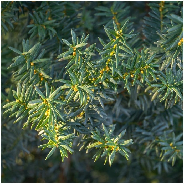 Plants by Frank - 1 meter Venijnboom haag - Taxus media Groenland - Set van 6 winterharde haagplanten - Groenblijvende haag - Vers van de kwekerij geleverd