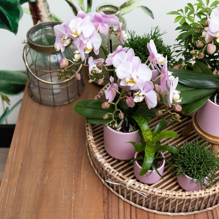 Complete Plantenset Gold foot pink  | Groene planten set met roze Phalaenopsis Orchidee en incl. keramieken sierpotten en accessoires