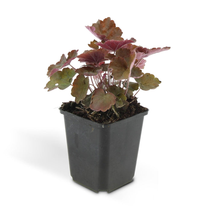 Heuchera mic. 'Palace Purple' - ↕25cm - Ø9cm  - 20x