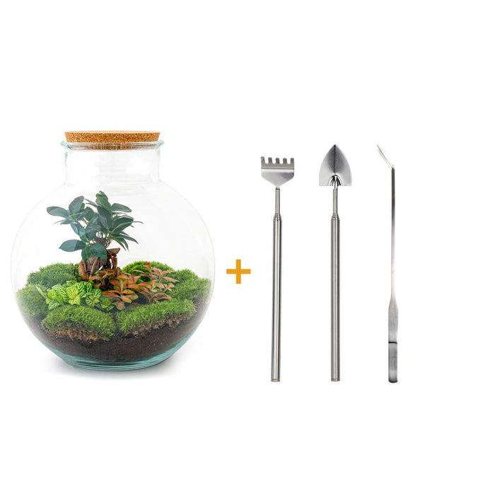 DIY terrarium - Bolder Bob Bonsai - ↕ 30 cm - Rake + Shovel + Tweezer