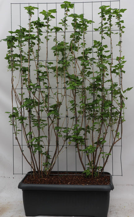 Ribes nigr. 'Titania' - ↕180cm - 1 pcs