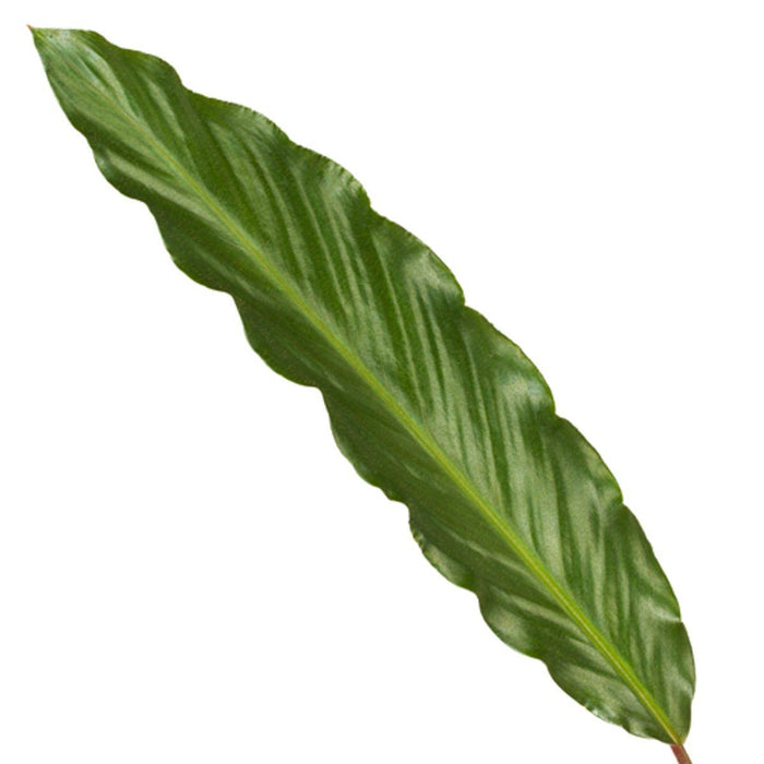 Calathea Wavestar - ↕80cm - Ø19cm