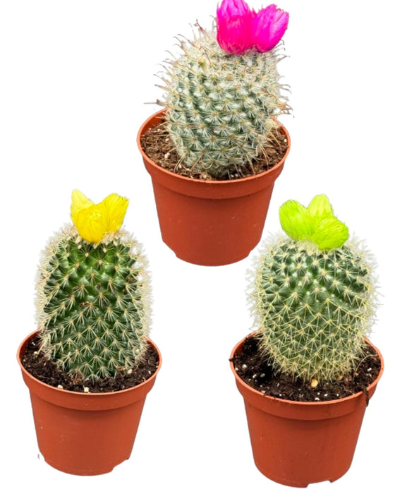 Cactus mix kunstbloemen- 8.5cmØ- ↕️10-15cm- 3 stuks - geen