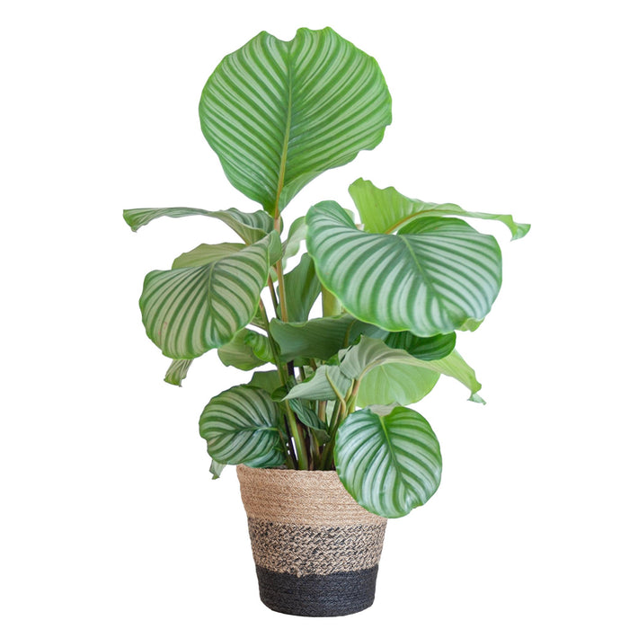 Calathea Orbifolia met Lissabon mand zwart - ↕65cm - Ø21cm