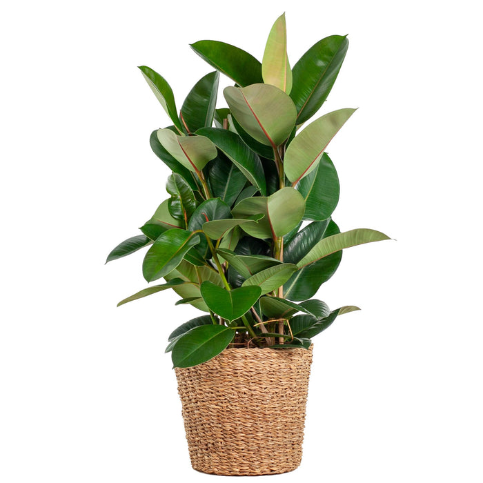 Ficus Elastica Robusta XL met mand Torun - 90cm - Ø27