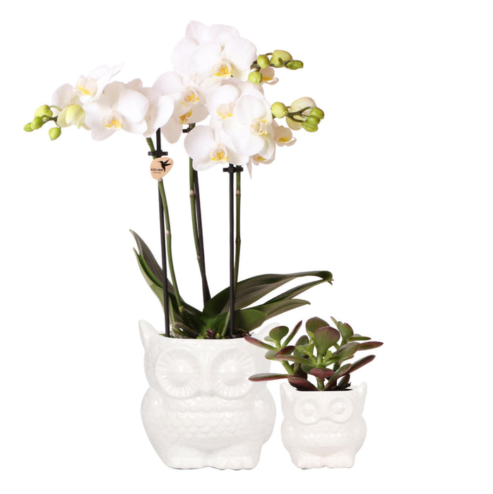 Planten set Owl white | Set met witte Phalaenopsis Orchidee Ø9cm en groene plant Succulent Ø6cm | incl. keramieken sierpotten