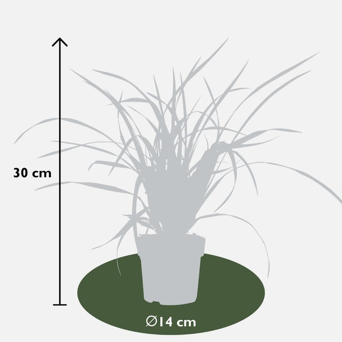 3 x Carex morrowi 'Irish Green' - Ø 14 cm - ↨ 25 cm