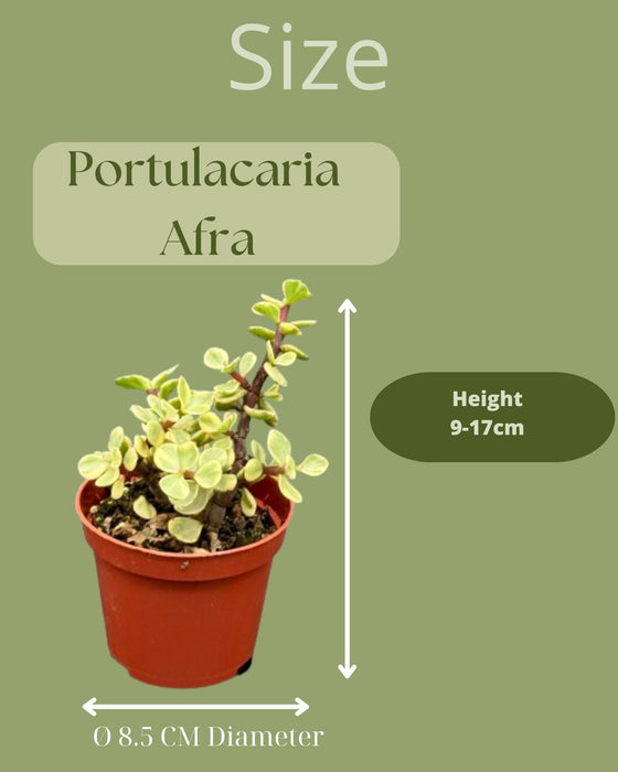 Succulenten- Portulacaria Afra- 8.5cm Ø- ↕️10-20cm- 3 stuks - Geen