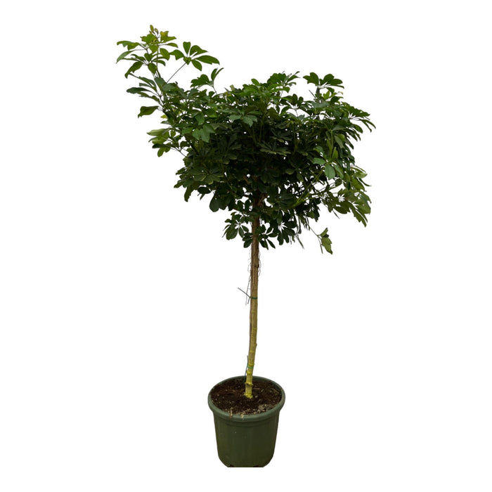 Schefflera Nora stam - ↕220 cm - Ø45cm