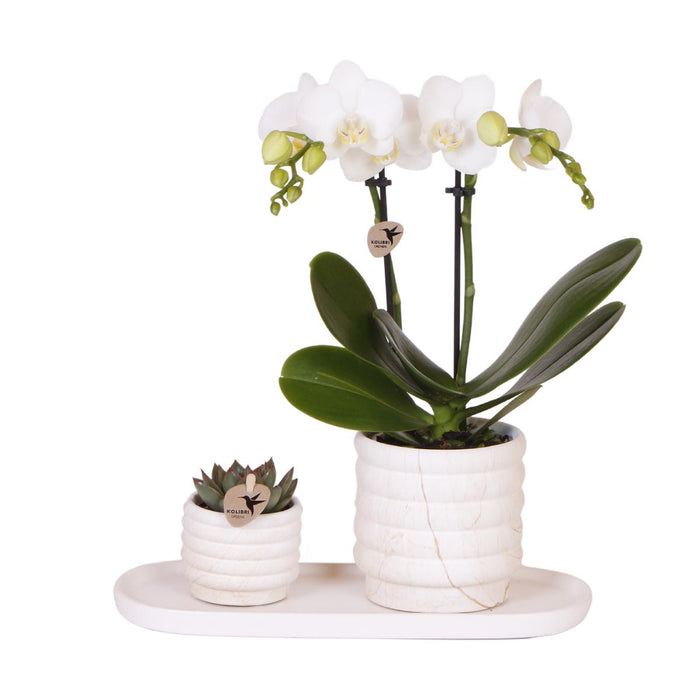 Kolibri Company | Plantenset Slow Living small  | Witte Phalaenopsis Orchidee Lausanne en Succulent incl. keramieken sierpotten op wit organisch dienblad