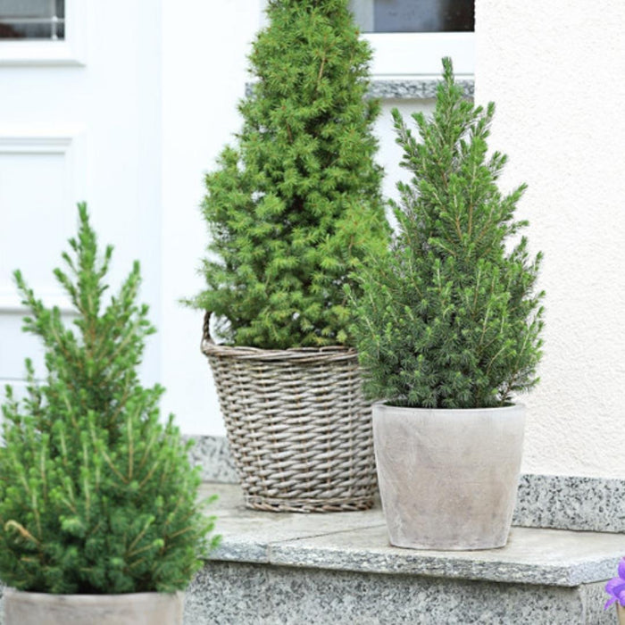 Kleine Kerstboom pot Ø19 cm - ↕70cm - Picea glauca Conica