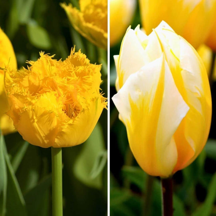 Flowerbulbs Amsterdam - Yellow Splash - 30 bloembollen - Maat 12+