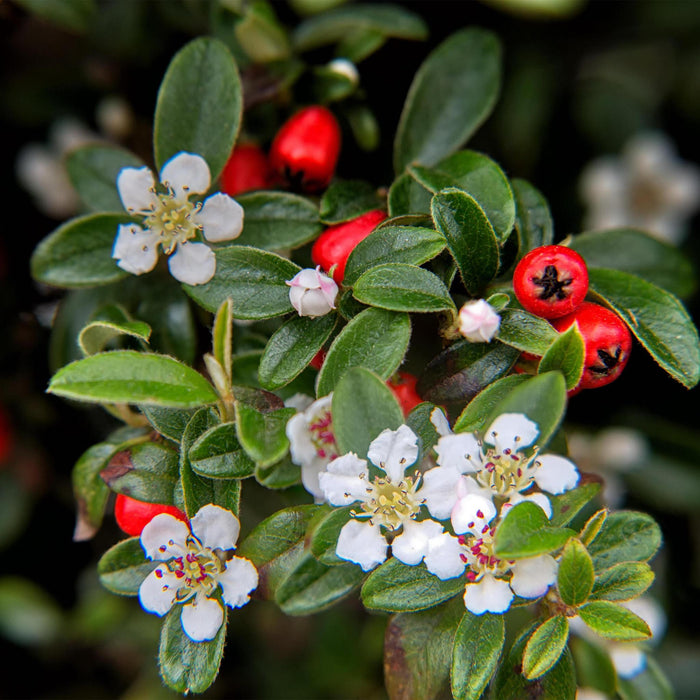 Cotoneaster dam. 'Major' - ↕25cm - Ø9cm  - 6x