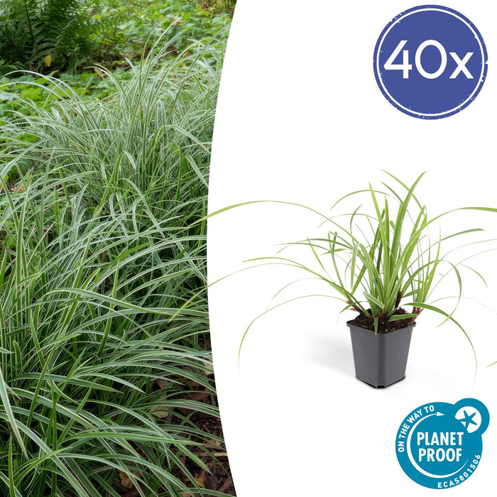 Carex morrowii 'Ice Dance' - ↕10-25cm - Ø9cm - 40x