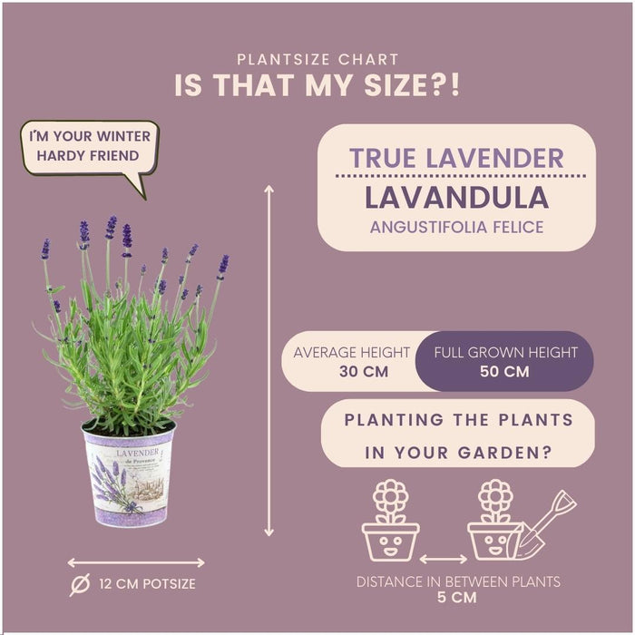 Plants by Frank - Lavandula angustifolia Felice® in 'Lavendelprint' sierpot - 13 cm pot - set van 3 echte Lavendels in Sierpot