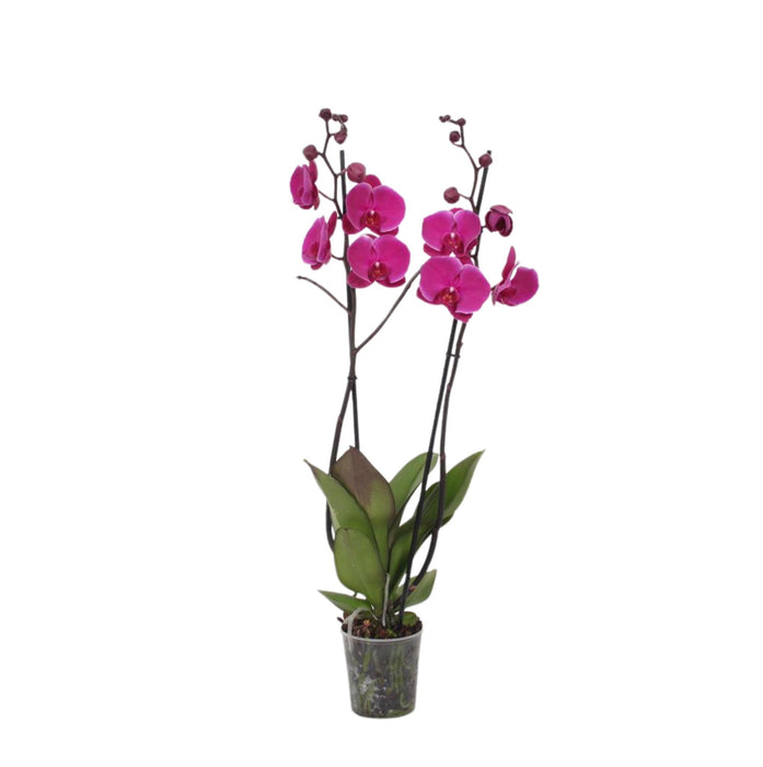 Phalaenopsis Joyride - 3 tak - ↕60cm - Ø12cm