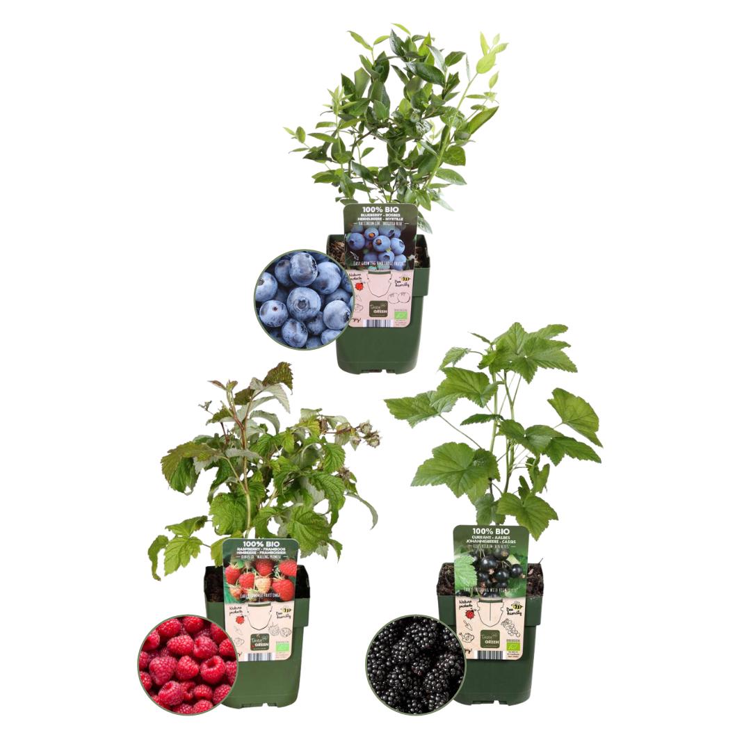 Fruitboompjes & Fruitplanten