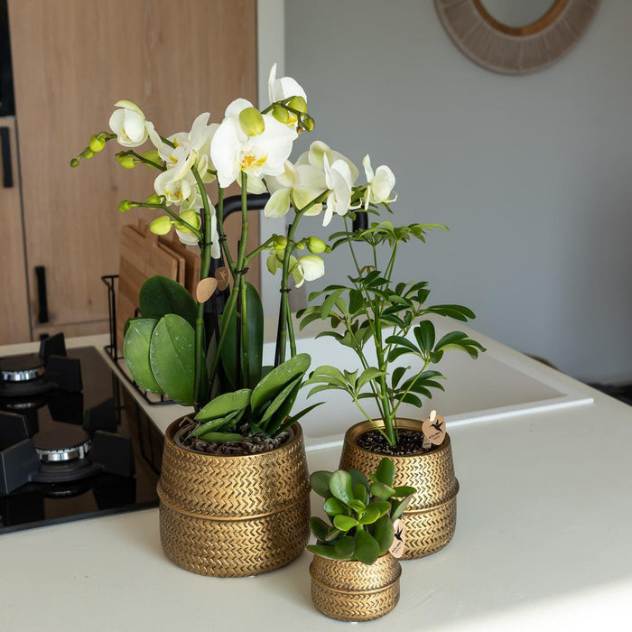 Kolibri Home | Groove bloempot - Gouden keramieken sierpot - potmaat - Ø6cm