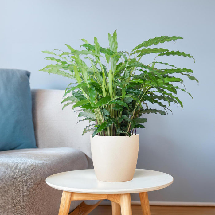 Calathea Rufibarba met Viber wit - ↕55cm - Ø17cm