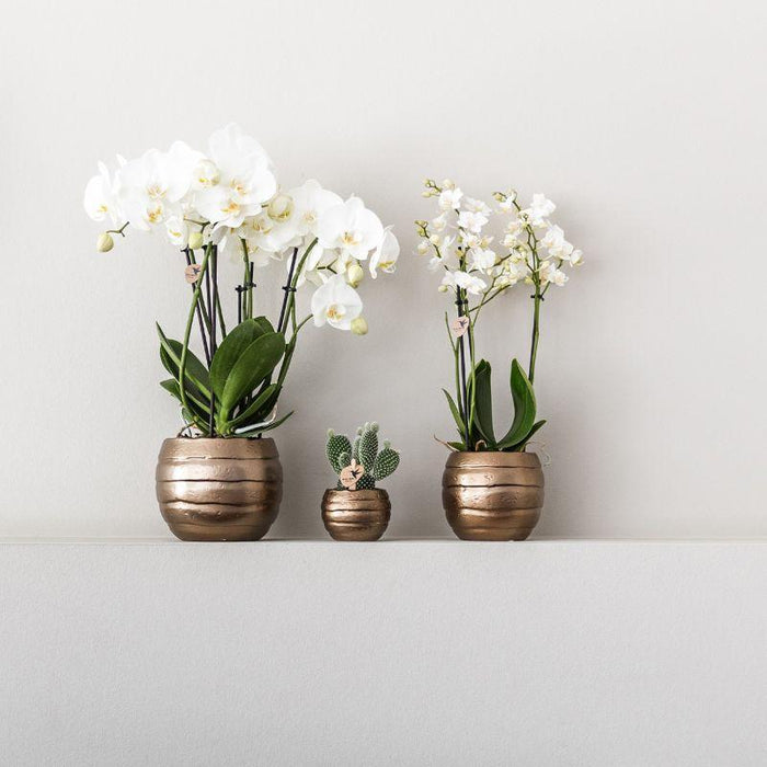 Kolibri Orchids | Plantenset Home Hub grey small | Groene planten met witte Phalaenopsis orchidee in koperkleurige sierpotten en zwart dienblad