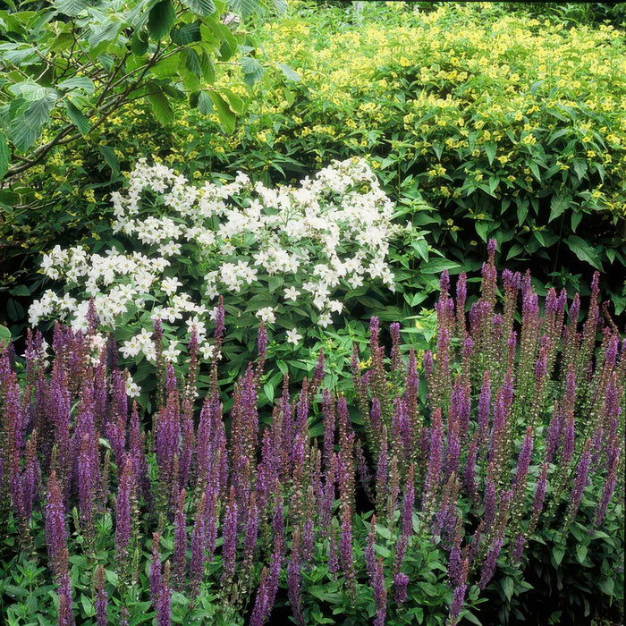 Salvia nem. 'Ostfriesland' - ↕10-25cm - Ø9cm - 20x