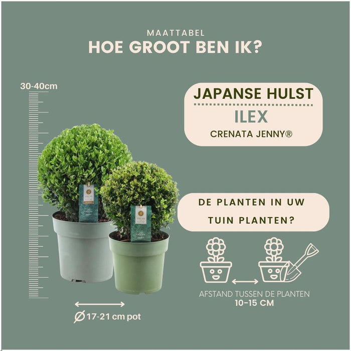 1x Ilex crenata 'Jenny' bol Ø20cm & 1x bol Ø25cm | set van 2 stuks